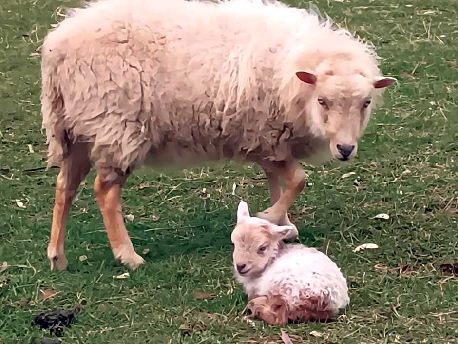 Soleil levant au domaine de Tara