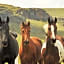 Dunkeld Country & Equestrian Estate