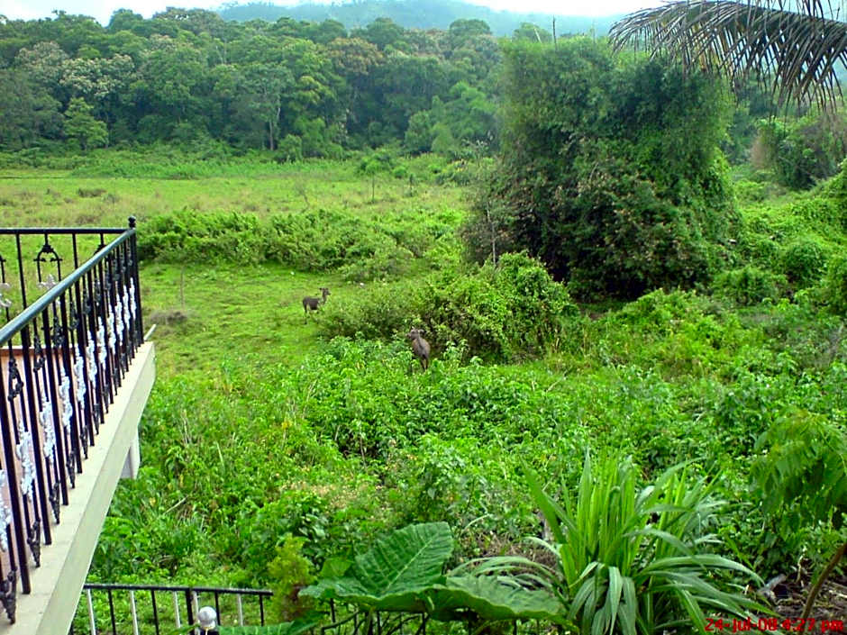 Jungle Palace Homestay