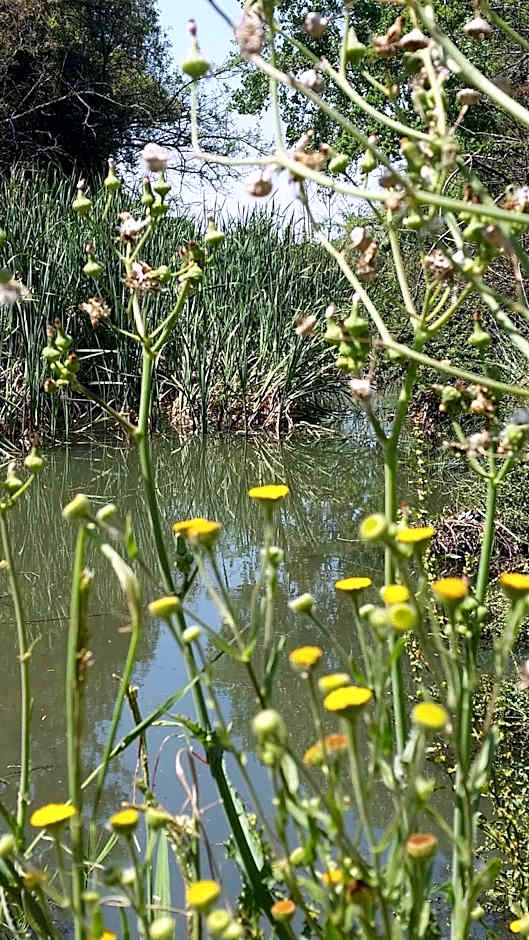 Amberhall Guesthouse