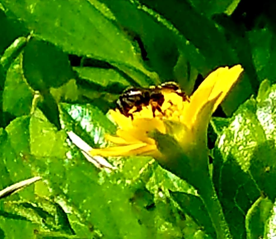 The Beachaven Chalets, Kota Belud