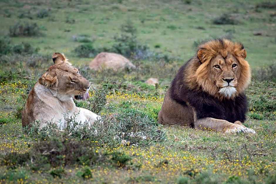 Addo Elephant Safari Lodge - Bellevue Forest Reserve