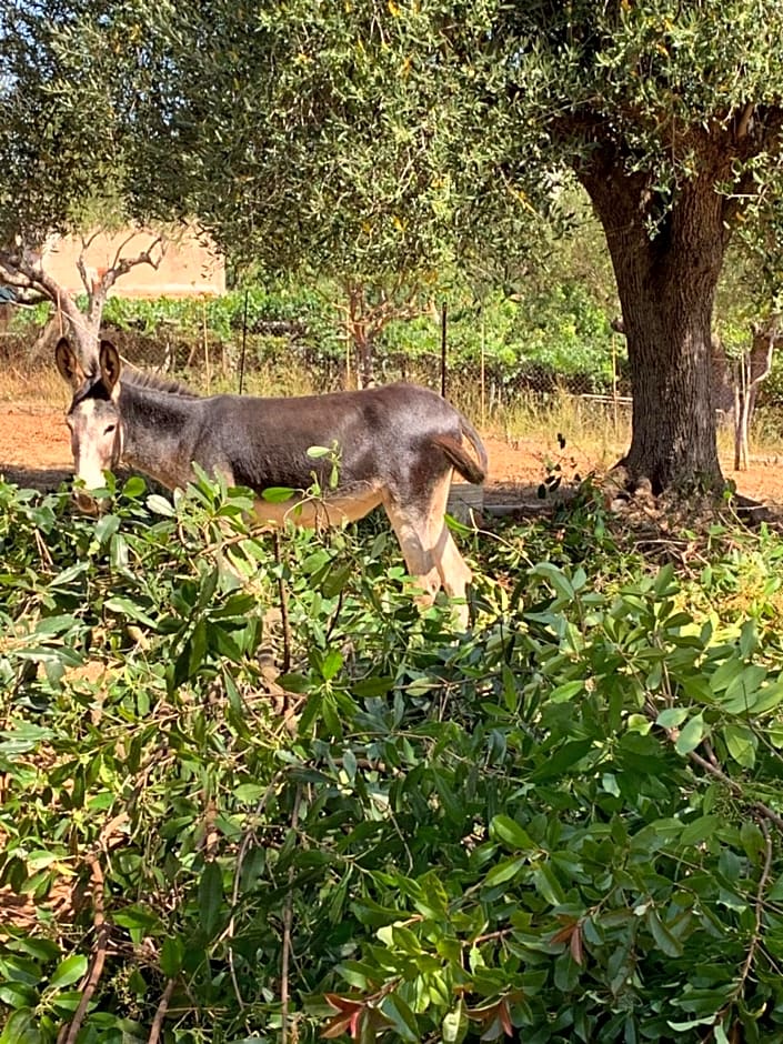 B&B BUICOVILLE CAMEROTA