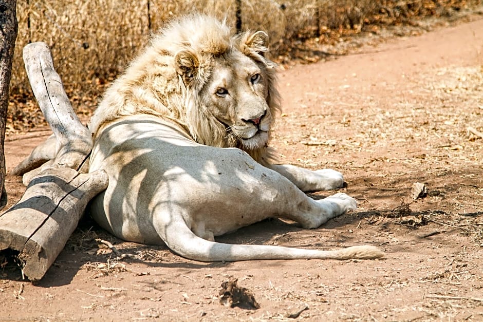 Simba Safaris African Pride Exotic Lodge