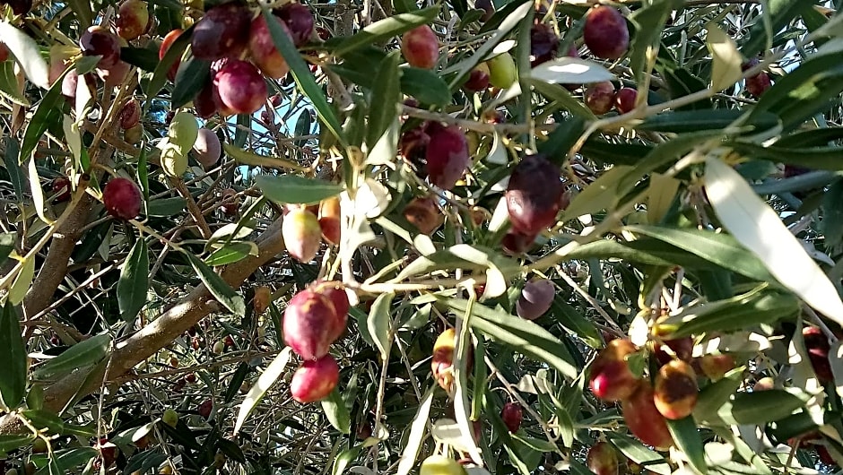 L'Esperluette en Camargue