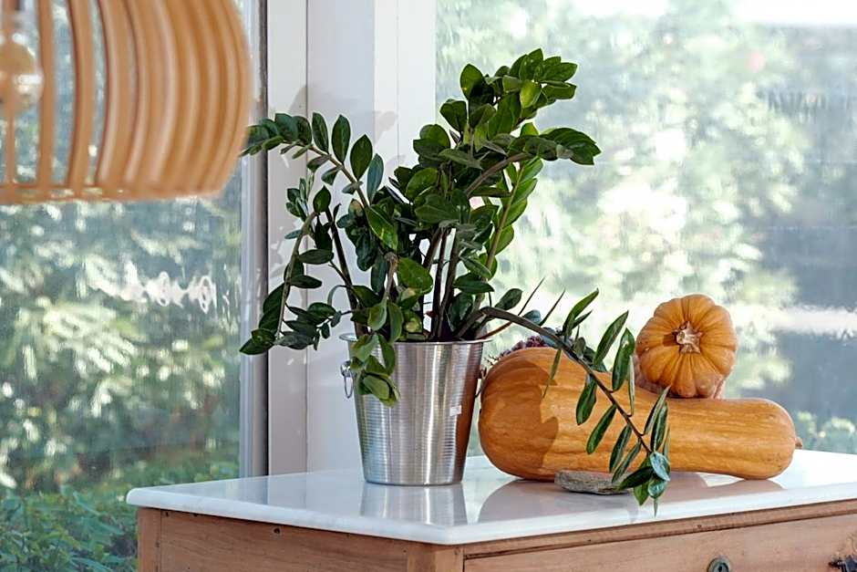 Golden Beach Studios & Suites