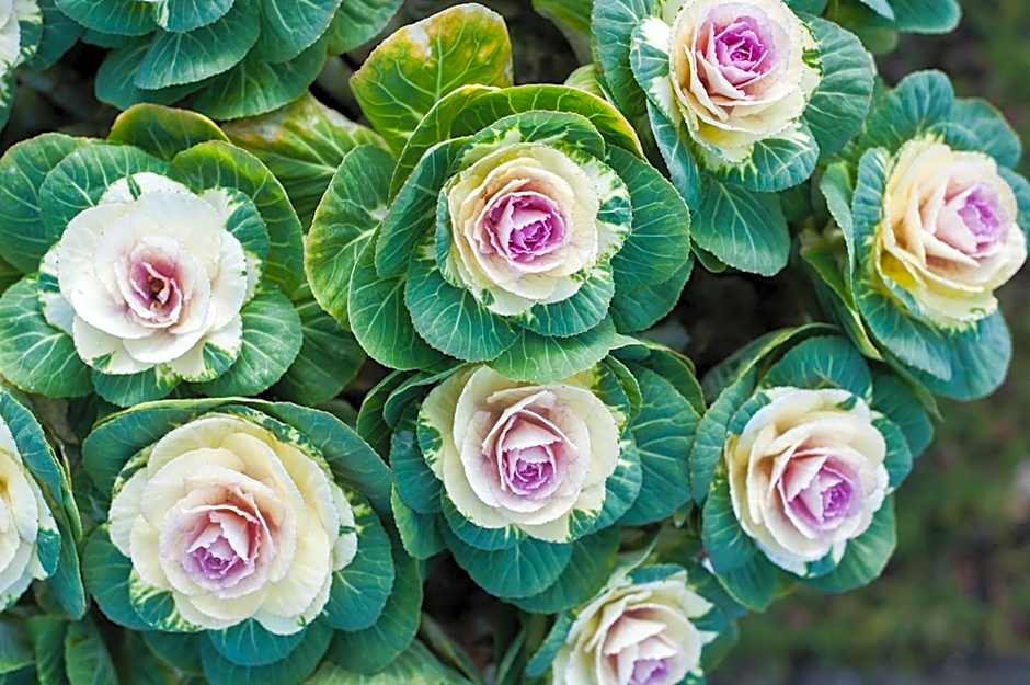 Summer Lodge Country House Hotel