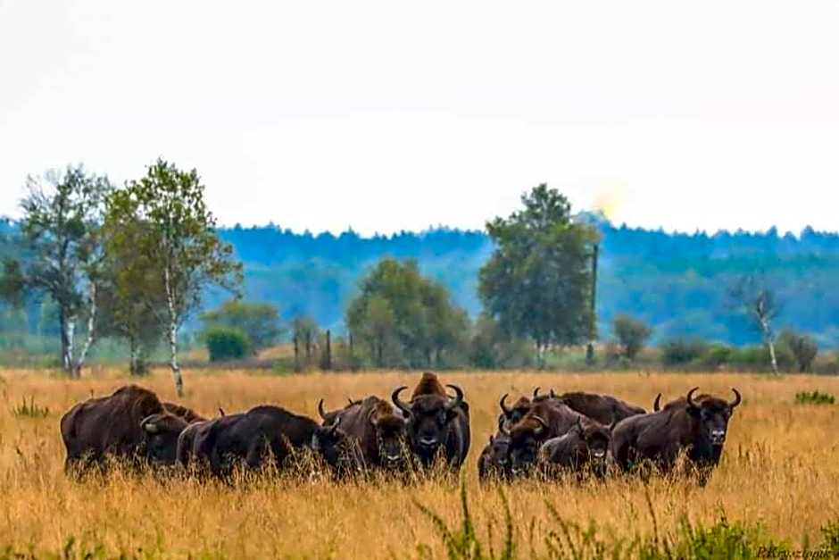 Gościniec Biebrzański