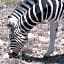 Porcupine Game Lodge & Incanda Safaris