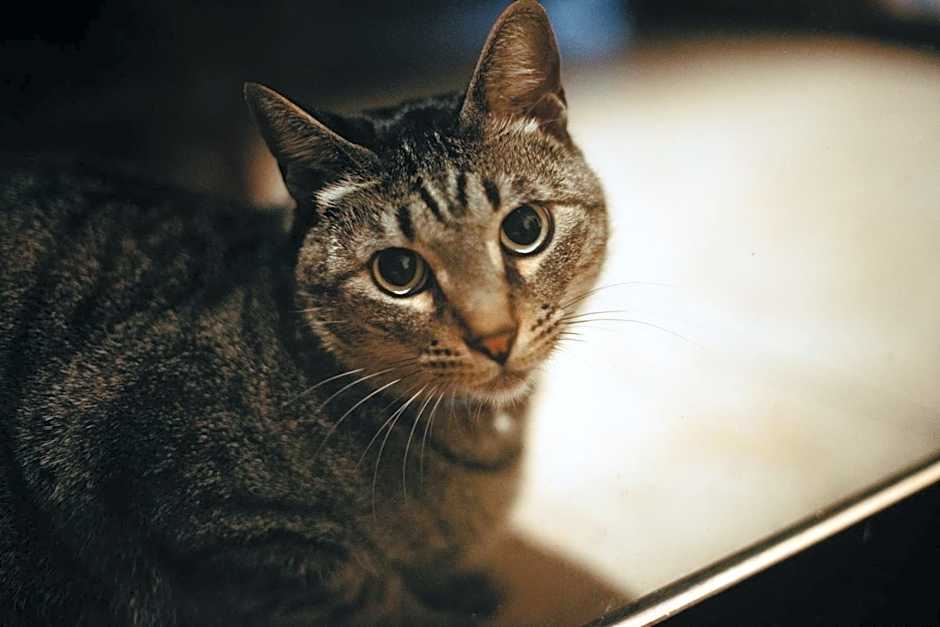 Wellness pension Coco