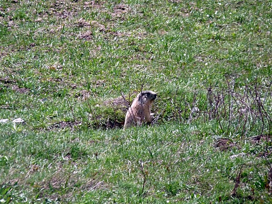 Les marmottes d Estenc