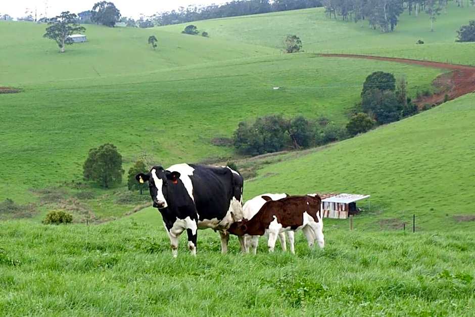 Manderley Park Farmstay B&B