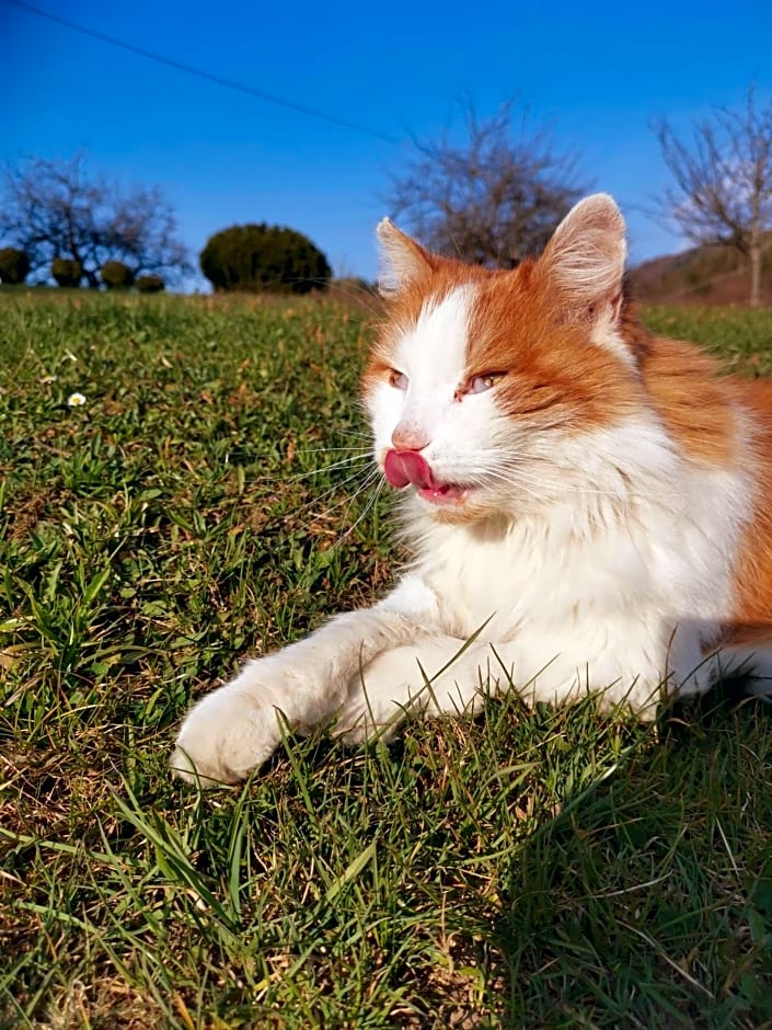 Ferienwohnung Schlögelhofer