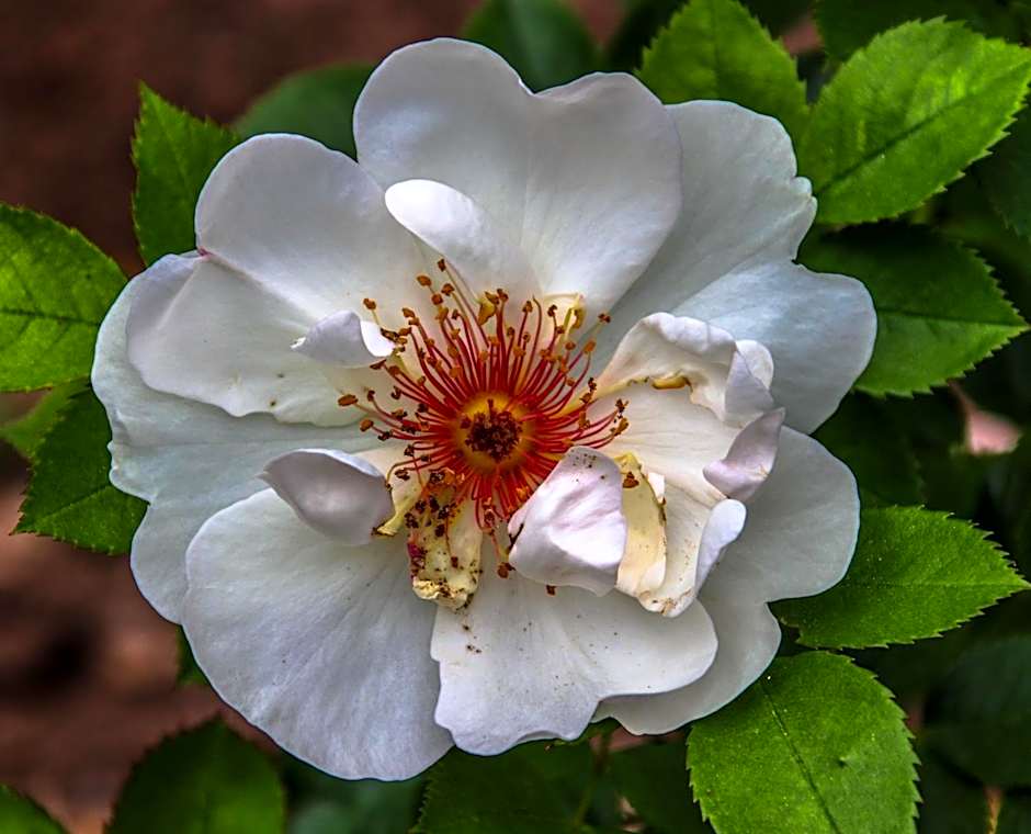 Château De Siran - Hôtel & Spa