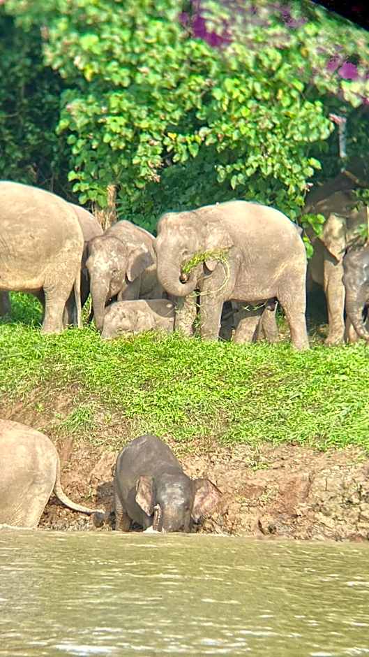 Borneo Jungle Adventure