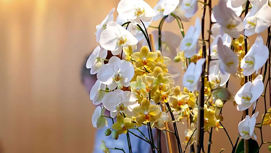 Express Inn Newport News