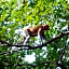 Borneo Jungle Adventure