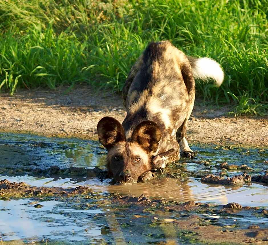 Crocodile Kruger Safari Lodge
