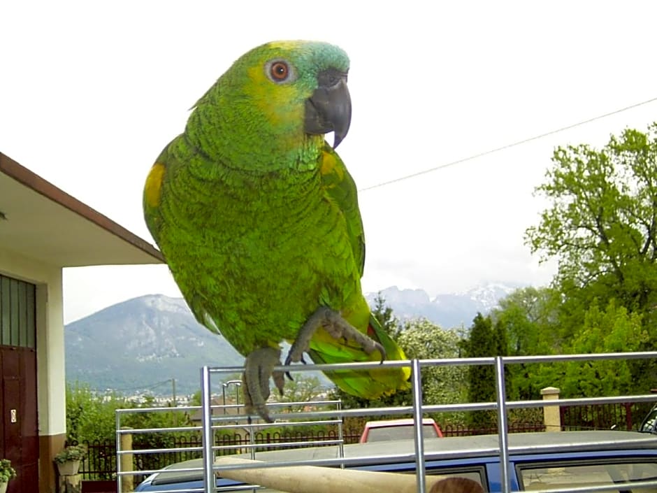 Le Paon Bleu Annecy Poisy
