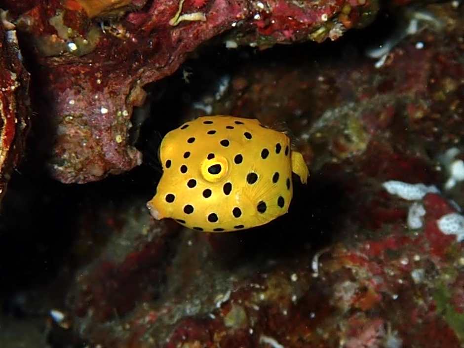 Yuraku Izu-Oshima dormitory - Vacation STAY 51863v