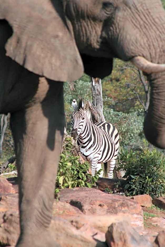 Makweti Safari Lodge
