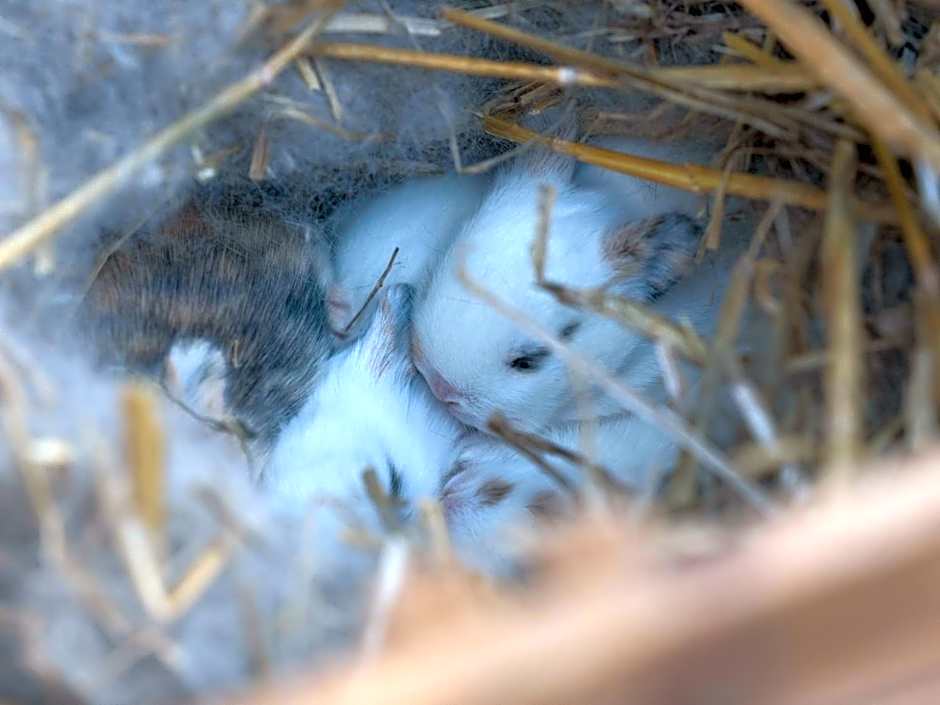 Le Domaine de Beaulieu