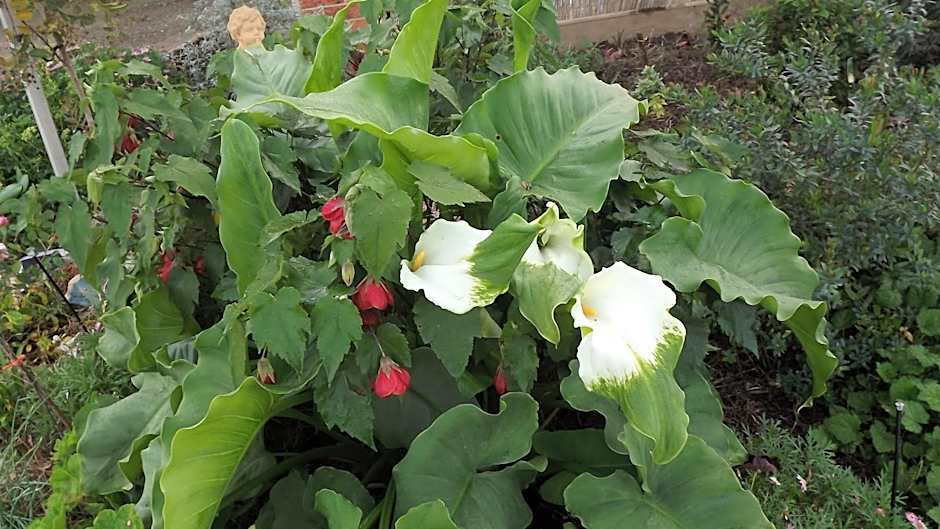 Barklysuites Apartments