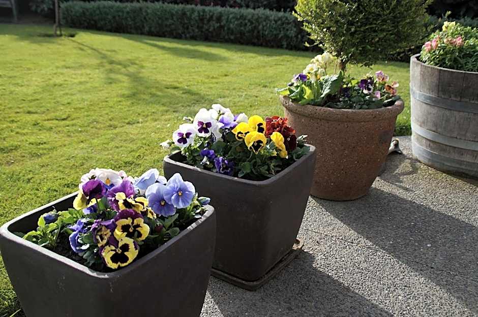 Olive House Bed and Breakfast