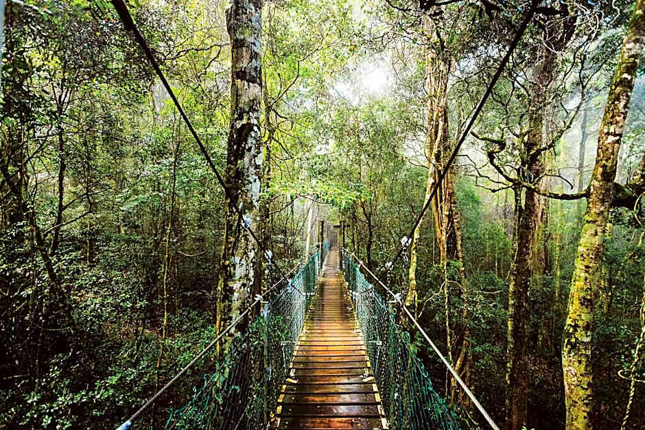 O'Reilly's Rainforest Retreat