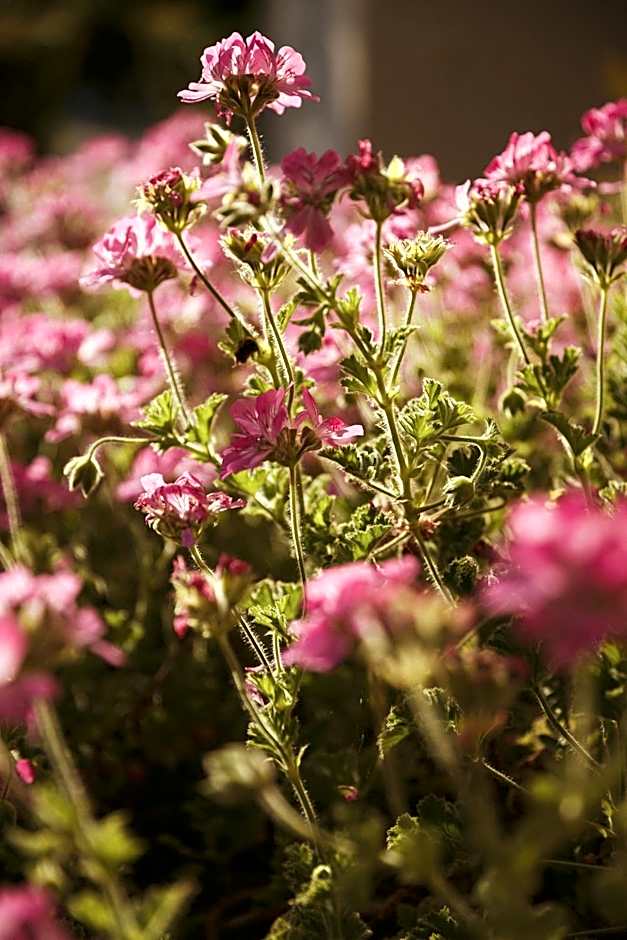 Sunny Garden Aparthotel