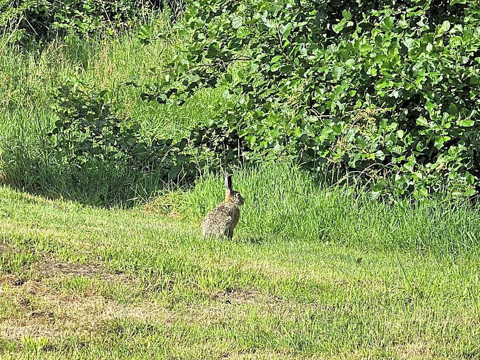 Tiny House De Klyster