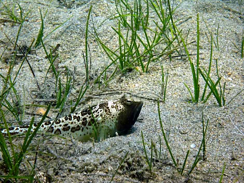 Kerveli Village Hotel