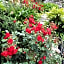 Pietrantica - Affittacamere con giardino NUOVA APERTURA a Trebiano -CITR