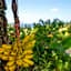Cascade Garden Apartments