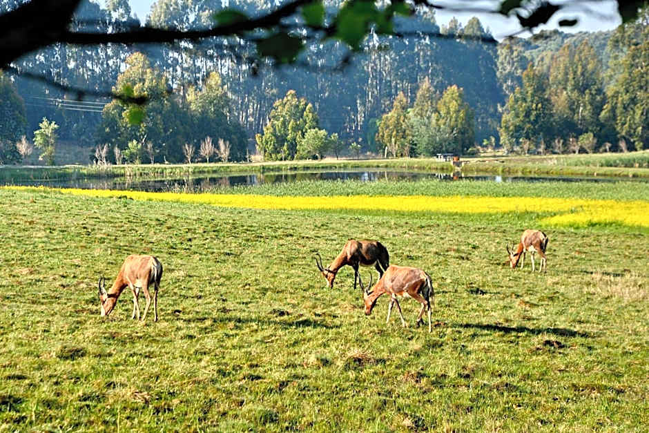 Dunkeld East