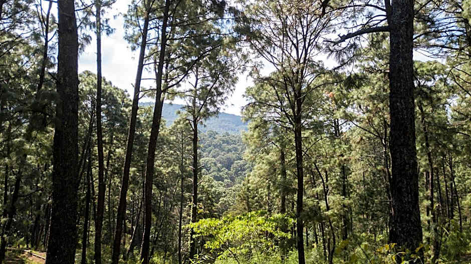 Monteverde