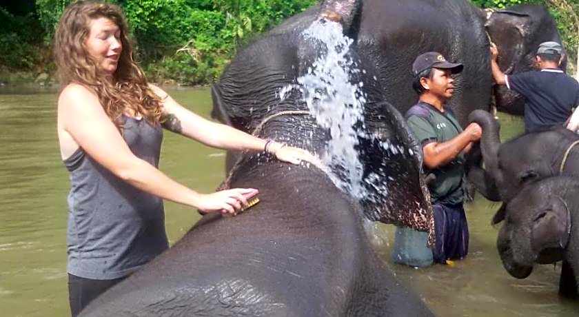 Green lodge tangkahan 