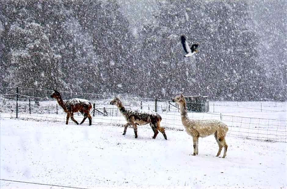 Maydena Mountain Cabins