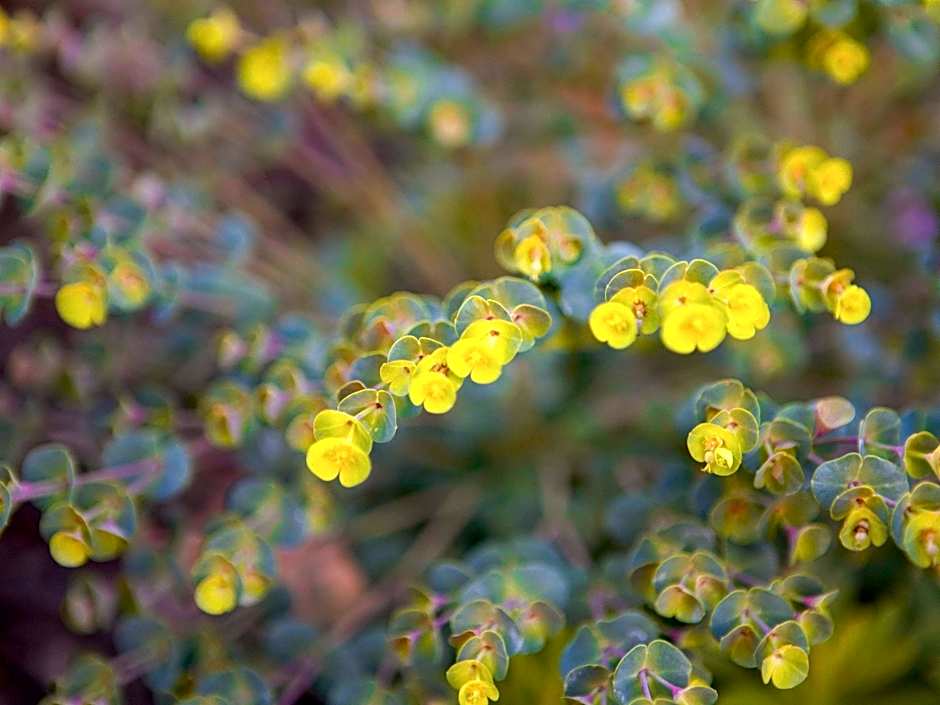 Mantra on Kent Sydney