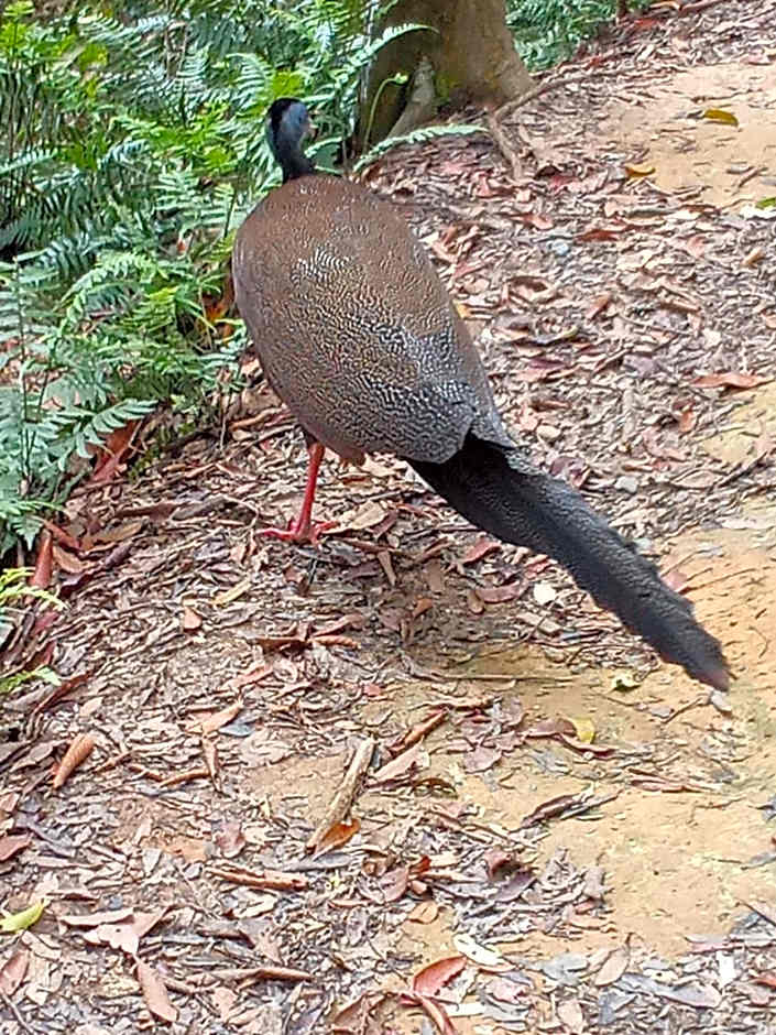 Jungle treking & Jungle Tour if you want to stay here,you must book treking only with us