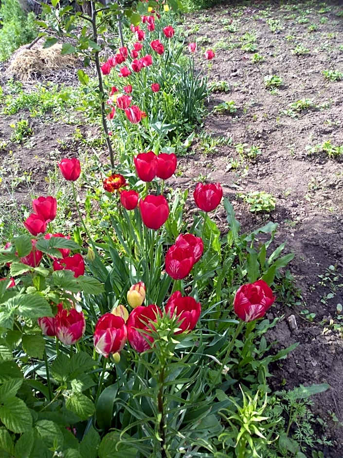 Premont Studios Ghimbav