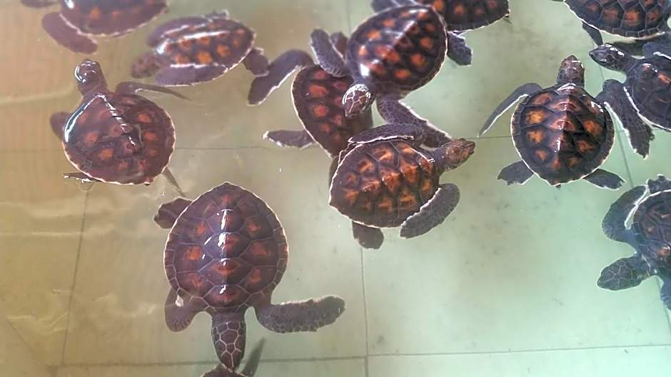 Kampung Meno Bungalows