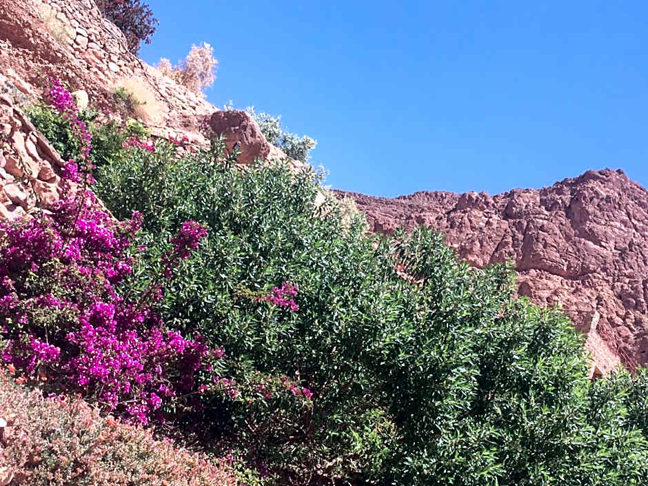 Auberge Le Festival Todra Gorge