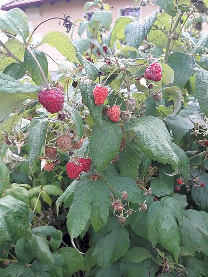 Domek letniskowy Orzechowa