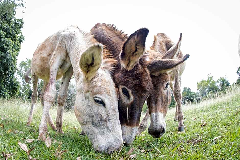 Batchelor Butterfly Farm