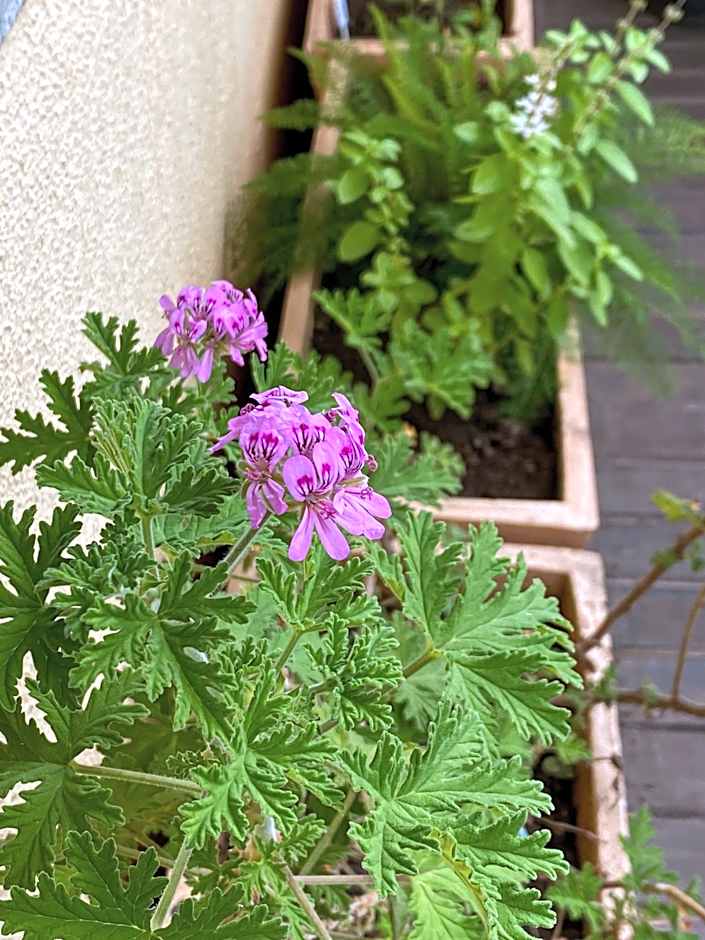 Suítes Balneário Camboriú