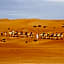 Arabian Oryx Camp