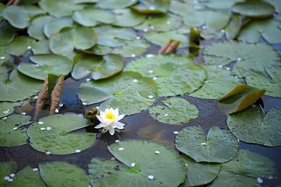 Onogawa Onsen Kajikaso
