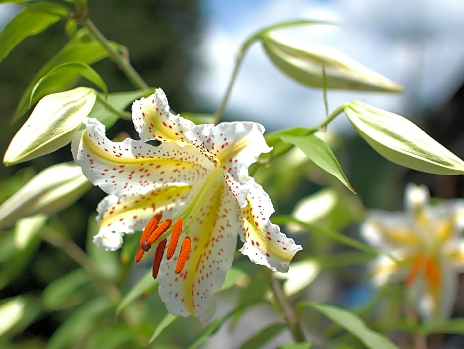 Shima Onsen Kashiwaya Ryokan