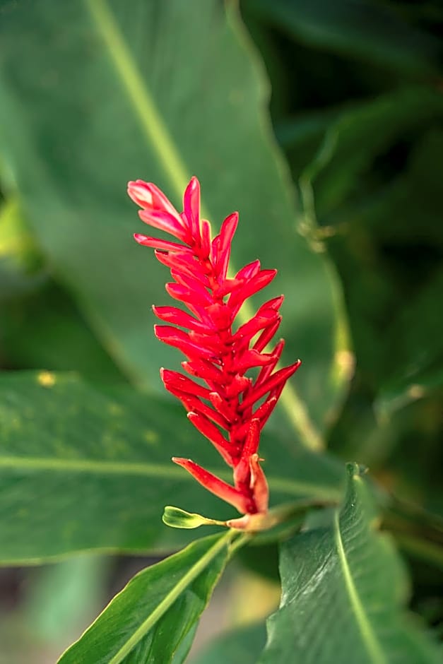 Beau Vallon Bungalows